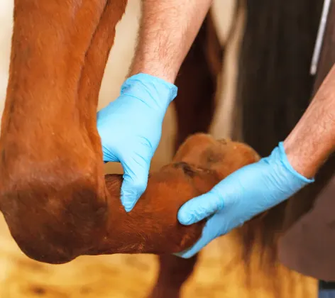 Horse leg being examined